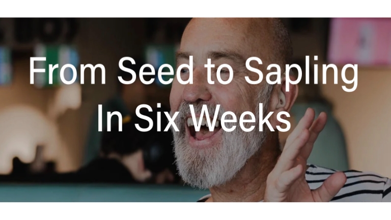 From Seed to Sapling: six-week business support programme